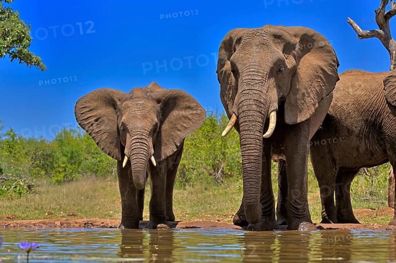 African elephant (Loxodonta africana), adult, female, mother, half-grown young, mother with half-grown young, at the water, drinking, Kruger National Park, Kruger National Park, South Africa, Africa