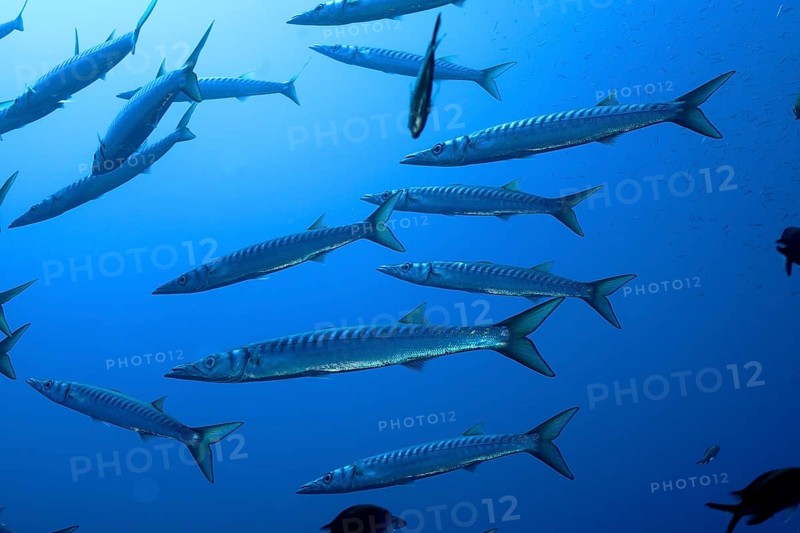 Several barracudas (Sphyraena sphyraena) swim in the blue ocean. Dive site Giens Peninsula, Provence Alpes Côte d'Azur, France, Europe