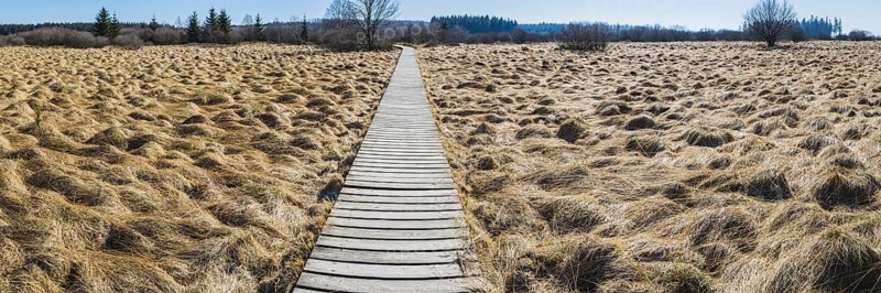 Areas overgrown with moor grass (Molinia), German-Belgian High Fens-Eifel nature park Park, largest raised bog in Europe, Germany, Europe
