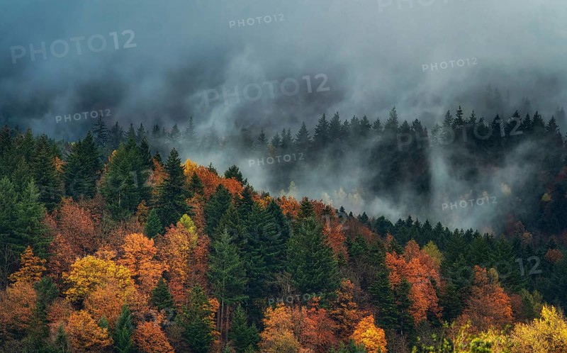 Landscape, Nature, Black Forest, Gutach im Breisgau, Morning fog, Forest