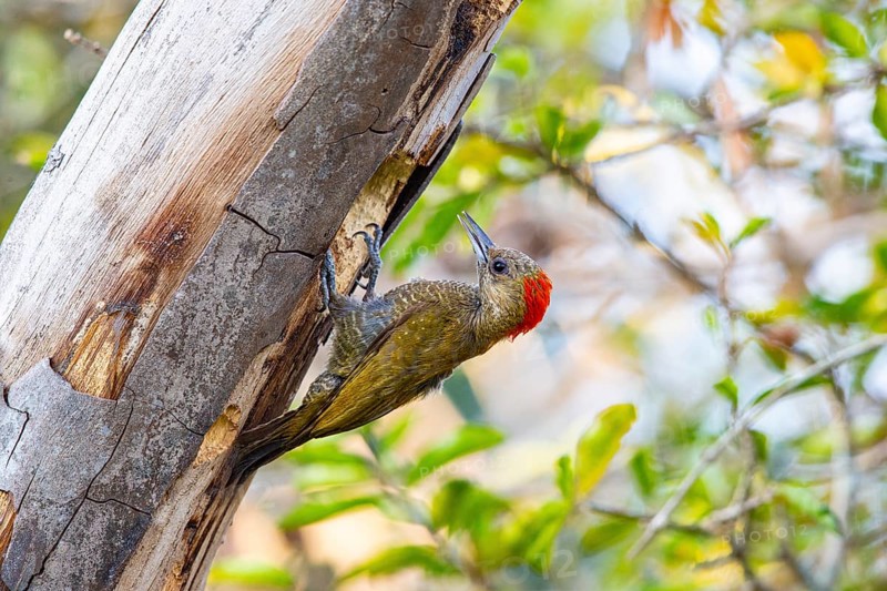 Pileated Woodpecker (Veniliornis passerinus) Pantanal Brazil