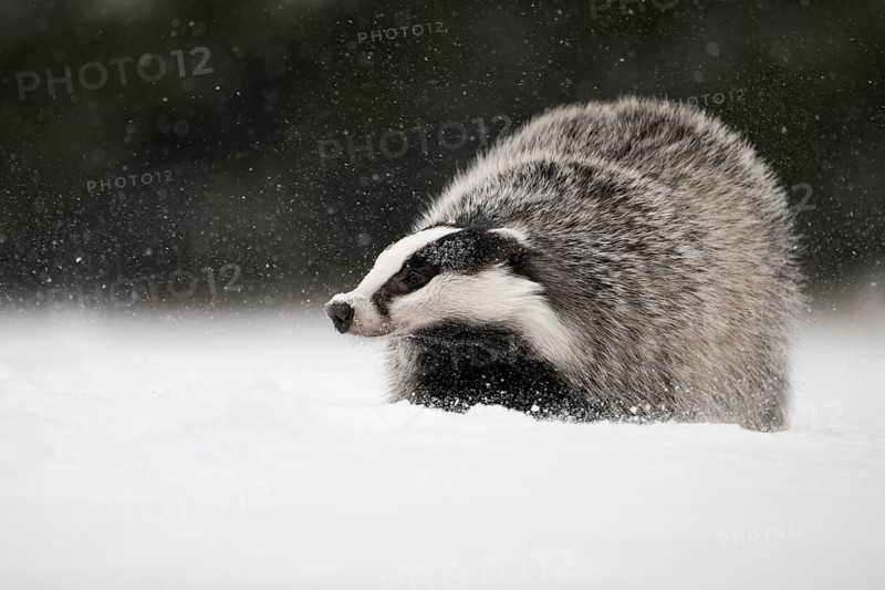 Badger in the snow, Wittlich, Rhineland-Palatinate, Germany, Europe