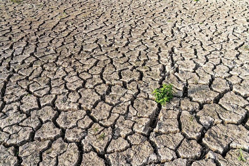 Dry soil, cracked, only a few weeds growing out of the ground, dried-up riverbed, in a side arm of the Rhine, near Duisburg