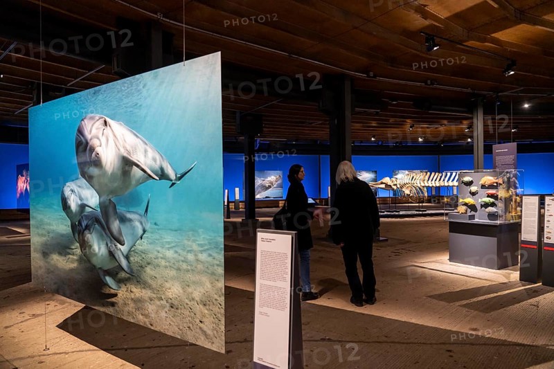 Plante Ozean exhibition in the Gasometer in Oberhausen, the world's oceans in their fragile beauty are the focus of the new exhibition, large-format photos, exhibits including a whale skeleton and an immersive large-scale video and sound installation, The Wave, on a 40 metre high screen measuring over 1000 square metres in total can be seen, Oberhausen, Germany, Europe