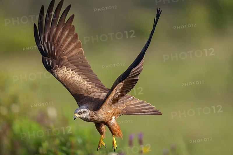 Black kite (Milvus migrans), flight photo, Hides De Calera / Steppe Raptors, Nussloch, Castilla La Mancha / Toledo, Germany, Europe