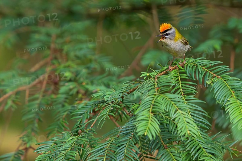 Goldcrest, Regulus ignicapillus, Luce, Mountain area, Luce, Styria, Slovenia, Europe