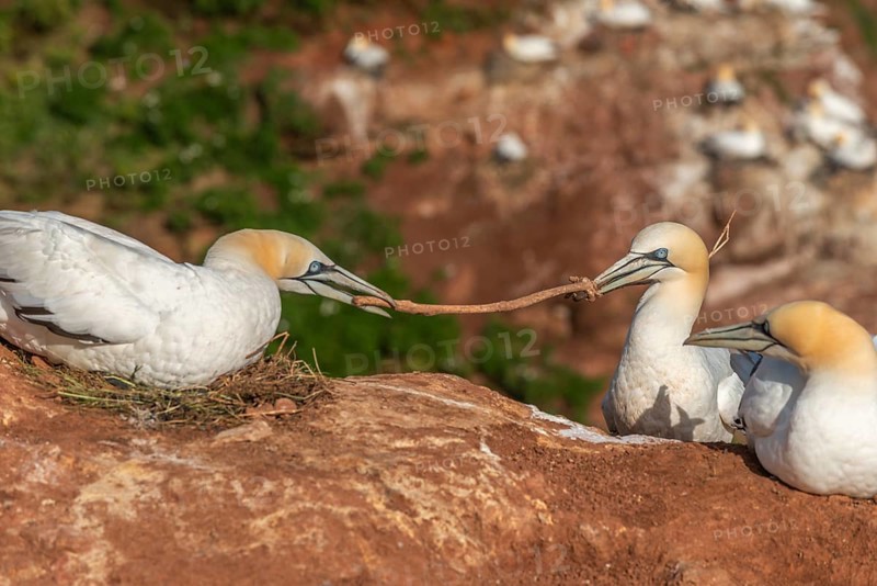 Northern gannet (Morus bassanus) building a nest in a dispute over a plant stalk, offshore island of Heligoland, North Sea, Pinneberg district, Schleswig-Holstein, Germany, Europe