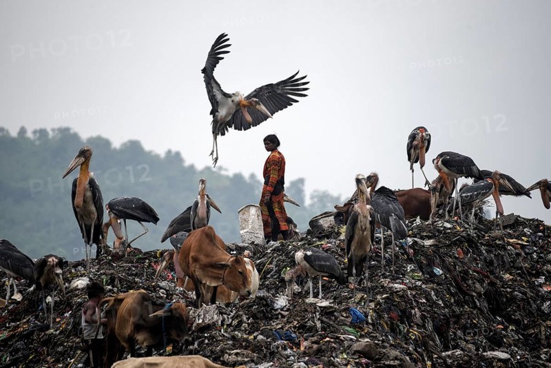 Rag pickers searches for recyclable materials next to cows and birds at a garbage dumpsite, on the eve of World Environment Day, in Guwahati, Assam, India on 04 June 2022. World Environment Day is the biggest international day for the environment. Led by the United Nations Environment Programme (UNEP) on June 05 every year
