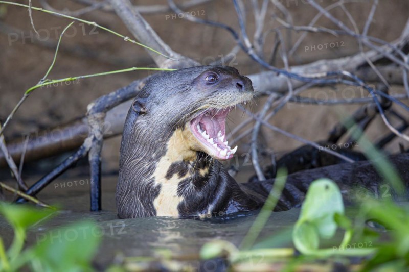 Giant otter (Pteronura brasiliensis) Pantanal Brazil