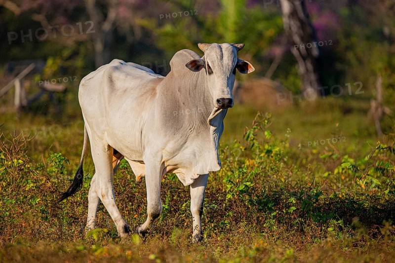 Brahminy cattle (Bos primigenius indicus) Pantanal Brazil