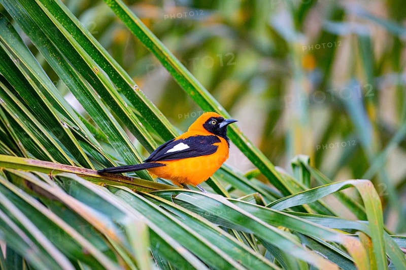 Orangetroupial (Icterus icterus) Pantanal Brazil