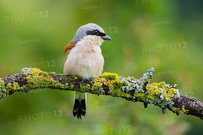 Red-backed shrike (Lanius collurio) ml Germany