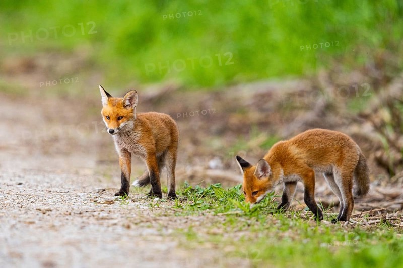 Fox (Vulpes vulpes) puppy Germany