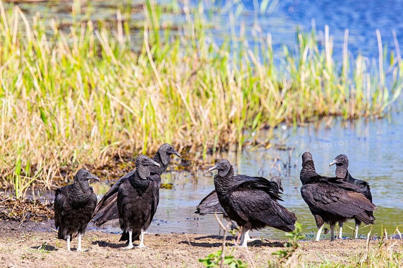 Raven Vulture (Coragyps atratus) Pantanal Brazil