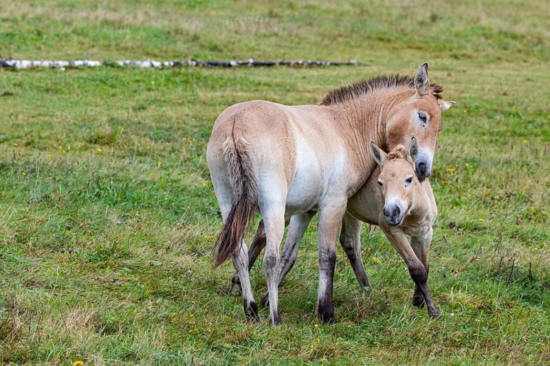 Przewalski's horse (Equus przewalski) capive Germany