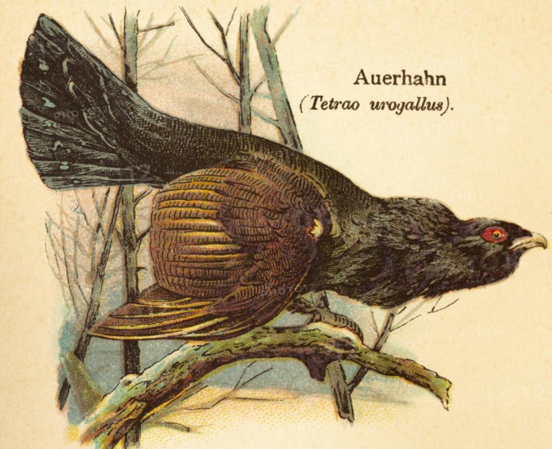 Capercaillie or western capercaillie (Tetrao urogallus) tree, branch, side view, World of Birds, historical illustration 1890