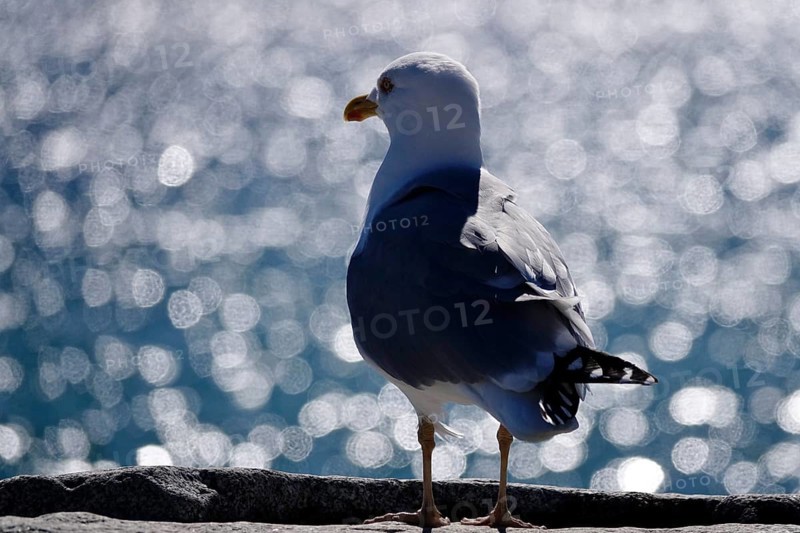Seagull in front of the glittering waters of the Baltic Sea, Mecklenburg-Vorpommern, Germany, Europe