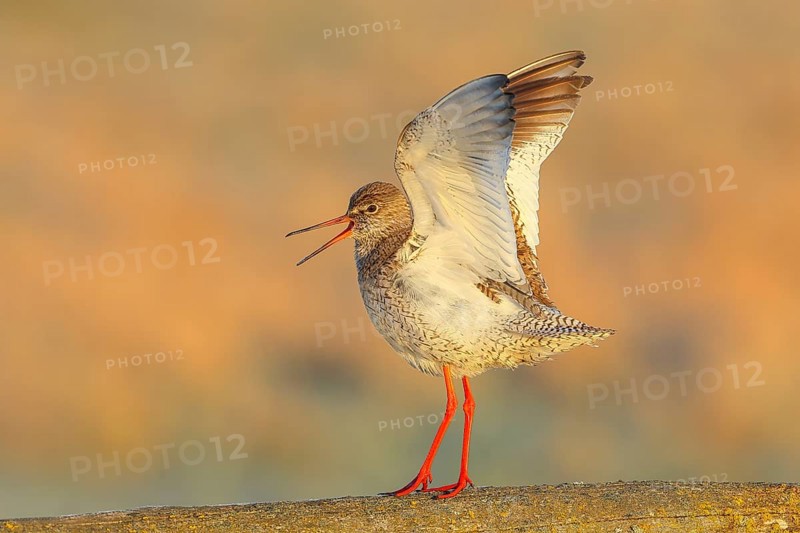 Redshank, (Tringa totanus), mating on a pasture fence, Wildlife, Animals, Birds, Snipe family, Ochsenmoor, Naturpark Dümmer See, Hüde Lower Saxony, Germany, Europe