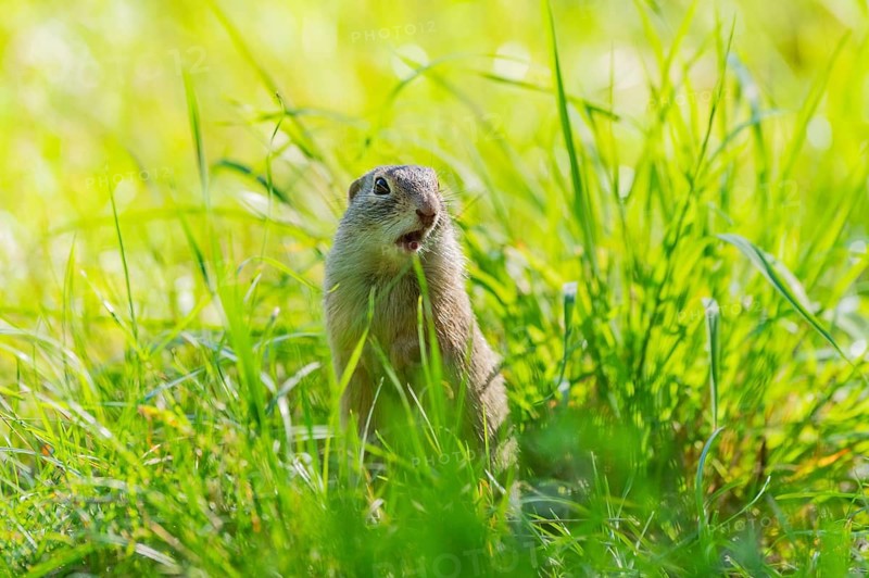 European ground squirrel (Spermophilus citellus) on a meadwo, Bavaria, Germany, Europe