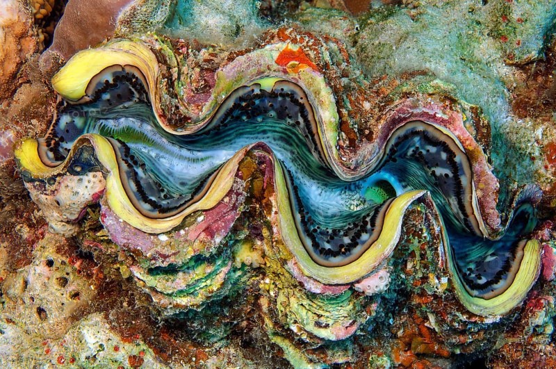 Underwater photo close-up of juvenile specimen of giant clam (Tridacna maxima) common name blue mantle clam is ingrown between corals (Scleractinia) in tropical coral reef, Red Sea, Egypt, Africa
