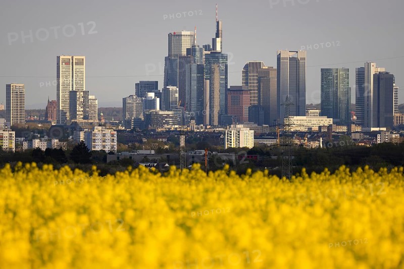 Rape fields bloom in spring in front of the Frankfurt banking skyline, Frankfurt am Main, Hesse, Germany, Europe