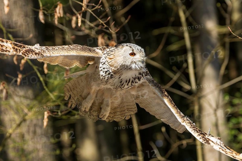 Owl flying through the forest, wings wide open in natural environment, Siberian Eagle Owl (Bubo bubosibiricus), Germany, Europe