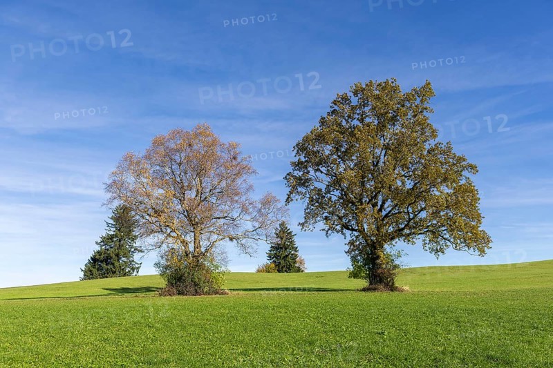 English oak (Quercus robur), lime tree (Tilia platyphyllos) in autumn in a meadow, fir trees, Allgäu, Bavaria, Germany, Europe