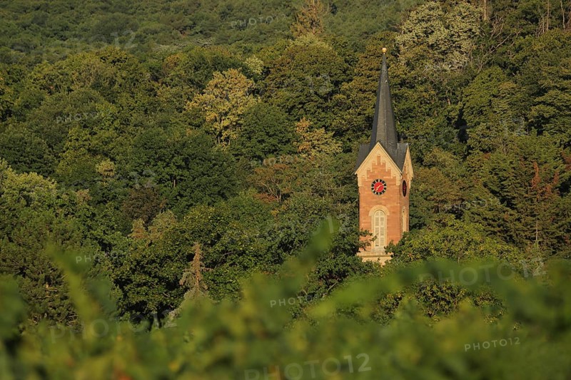 Palatinate Forest with the steeple of the Protestant church built in 1806 in Haardt, Neustadt an der Weinstraße, Rhineland-Palatinate, Germany, looking out and standing on its own, Europe