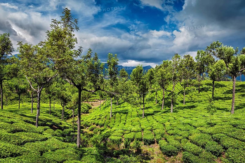 Green tea plantations in hills with dramatic sky. Munnar, Kerala, India, Asia