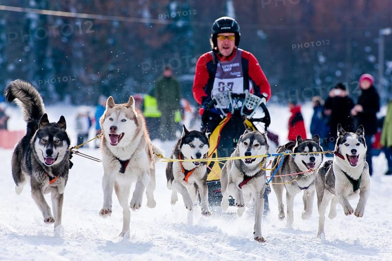 Sled dog race in Nassau Erzgeb
