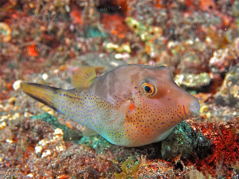 Pufferfish (Canthigaster rostrata) at night. Dive site Los Cancajos, La Palma, Canary Islands, Spain, Atlantic Ocean, Europe