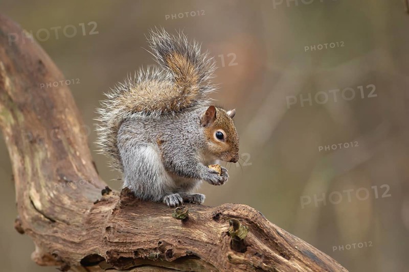 Grey squirrel (Sciurus carolinensis) adult animal feeding on a nut on a tree branch, Suffolk, England, United Kingdom, Europe