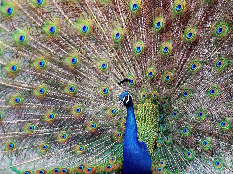 Indian peafowl (Pavo cristatus), wheeling, Dessau-Wörlitz Garden Kingdom