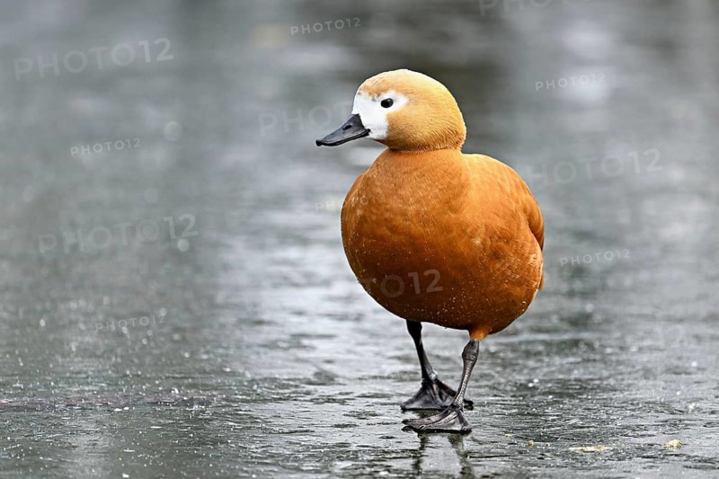 Ruddy shelduck (Tadorna ferruginea), standing on ice, Switzerland, Europe