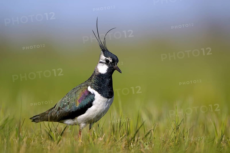 Northern lapwing (Vanellus vanellus), in a wet meadow, Dümmer, Lower Saxony, Germany, Europe