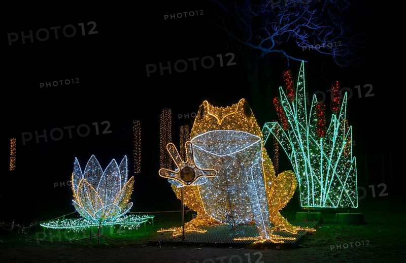 Le Frog, glowing frog, world of lights, municipal park, Magdeburg, most extensive Christmas and winter lighting in Central Germany, Saxony-Anhalt, Germany, Europe