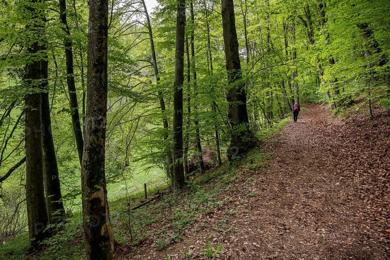 Hiking trail to the Reußenstein ruins, Wiesensteig, Swabian Alb, Baden-Württemberg, Germany, Europe