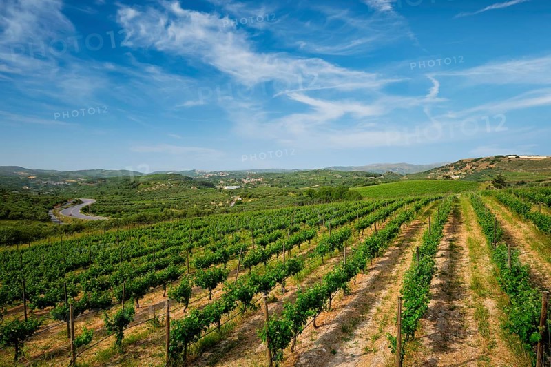 Wineyard with grape rows. Crete island, Greece, Europe