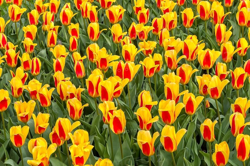 Bed with colourful tulips, Germany, Europe
