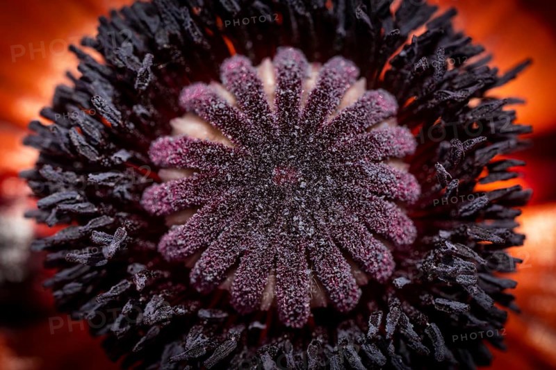 Turkish poppy (Papaver orientale), flower with stamens and pistil, Baden-Württemberg, Germany, Europe