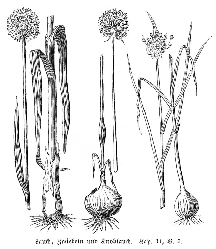 Leeks (Alium Porrum), onions (Alium Cepa) and garlic (Alium Sativum), Egypt, food, seasoning, nourishment, free, leek, Old Testament, Genesis, Fourth Book of Moses, chapter 11, verse 5, historical illustration circa 1850, Africa