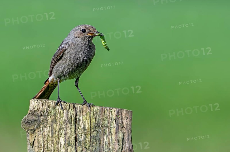 Black redstart (Phoenicurus ochruros gibraltariensis) female, first calendar year male perched on wooden fence post with caterpillar in beak in spring