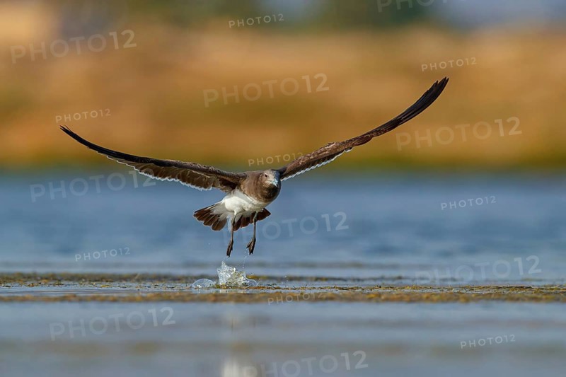 Hemprich's Gull, (Larus hemprichii), medium sized, rusty brown, flight photo, Raysut, Salalah, Dhofar, Oman, Asia