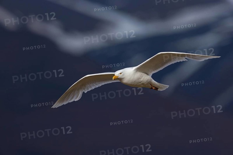 Glaucous gull (Larus hyperboreus), Norway, Spitsbergen, aerial photograph, Longyearbyen, Svalbard / Spitsbergen, Norway, Europe