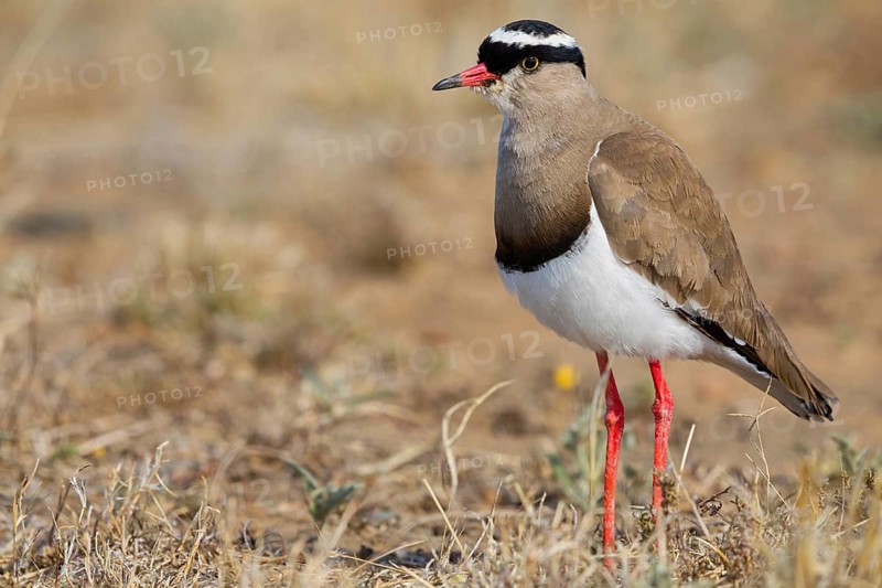 Crowned Lapwing, (Vanellus coronatu), Wakkerstrom surroundings, Wakkerstrom, Mpumalanga, South Africa, Africa