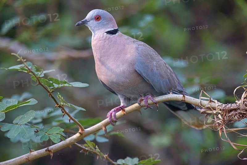Mourning collared dove (Streptopelia decipiens), Lamin rice fields, Abuko, South Bank, Gambia, Africa