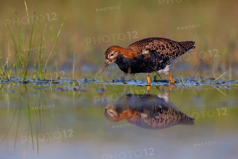 Ruff (Philomachus pugnax), male, Narew, Bialystok, Podlasie, Poland, Europe