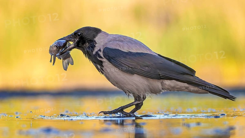 Hooded Crow (Corvus cornix) hunting, fishing, with white fish as prey, sunrise, shallow water zone, shore zone, reed belt, morning light, Kiskunsag National Park, Hungary, Europe