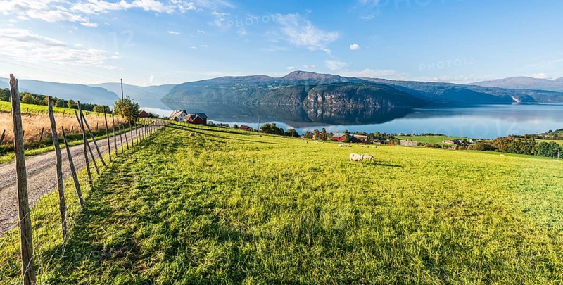 Sheep greasing above the fjord, village Utvik at the Nordfjord, Norway, Europe