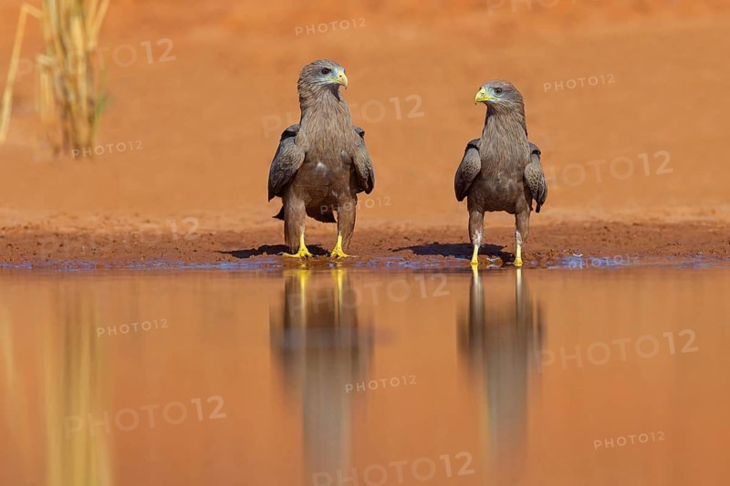 Black Kite, (Milvus aegyptius), Morgan Kunda lodge / road to Kat, Jajari, North Bank, Gambia, Africa